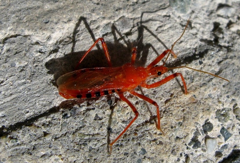 Reduviidae color rosso fuoco